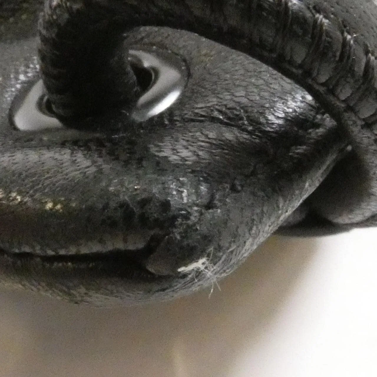 SAINT LAURENT 553919 0YP0E Backpack Lambskin 黑色 羊皮 中古品A - 縮圖 3